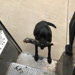 ups-dogs:This old fella always brings me a present 😊Some days it’s a log, a boulder (no kidding), or if I pull in and I catch him nappin’ he’ll scramble and grab the first thing he comes across. Which was a nut one day 😏Then I give him his