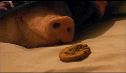 sizvideos:  How to wake up a pig - Video