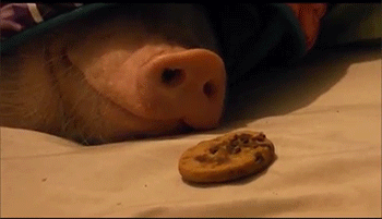 Porn photo sizvideos:  How to wake up a pig - Video