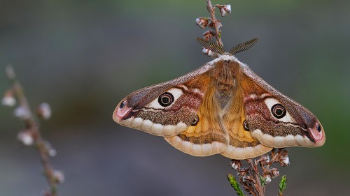 moths-and-butterflies-of-finland:Saturnia Pavonia - Riikinkukkokehrääjä M