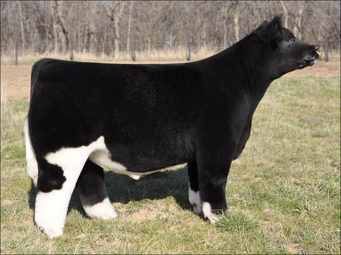 briskbaby:  spiritual-realm:  omg look at these fluffy fucking cows   @werefoxe