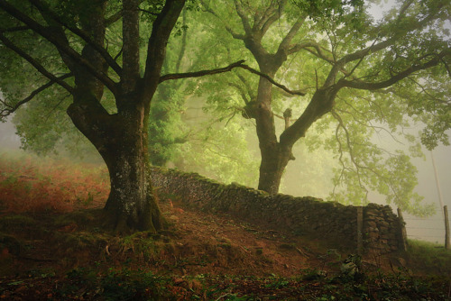 flowersnymph:Fog in the forest by Margarita Calderó | 500px