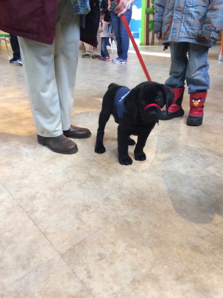 idaholy:  awwww-cute:  This little guy is training to become a service dog and his