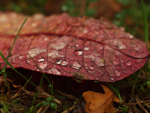 leaf litter by Johnson Cameraface on Flickr.