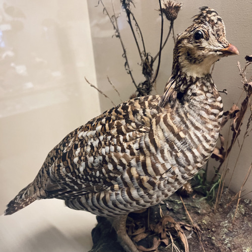 highways-are-liminal-spaces:Extinct birds at the Field Museum, Chicago