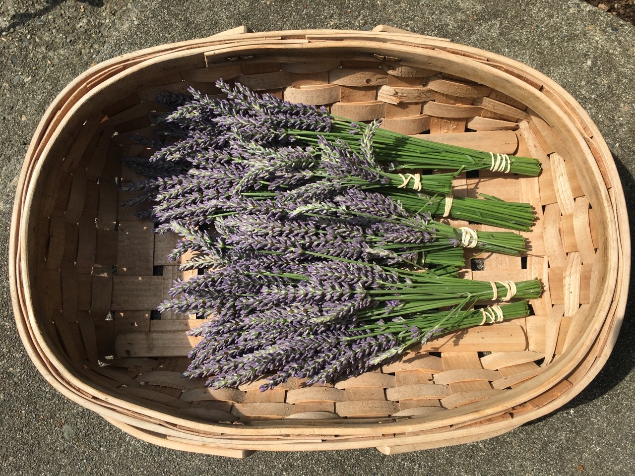 Sex cloud-of-roses:Harvested some lavender and pictures