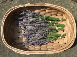 cloud-of-roses:Harvested some lavender and drying it now! Can’t wait to use it 