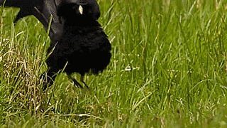 thenatsdorf:  Male widowbirds jumping to impress the ladies. [full video]