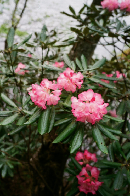 monikamroz:Kyoto, May 2015