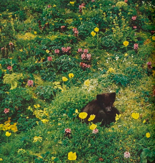 vintagenatgeographic:An Alaskan blue fox cub curls up in a bed of arctic poppies National Geogr