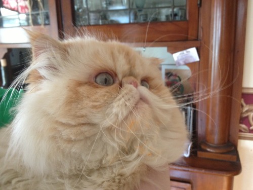 lucifurfluffypants: I still have some of your lunch in my beard if you want it.