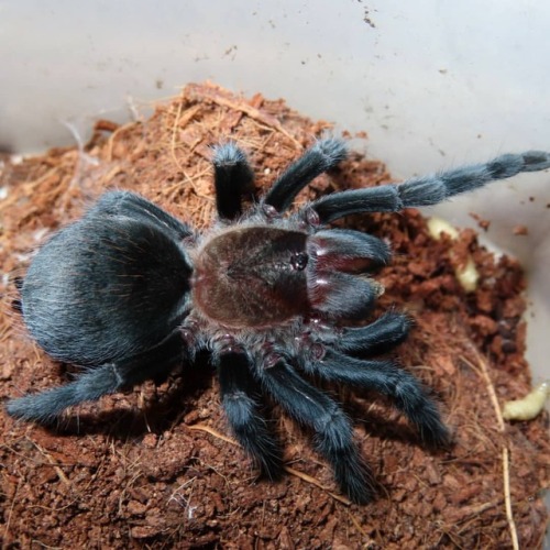 This one is getting so beautiful  #brachypelmashroederi #spider #spider_house_gallery #pettarantula 