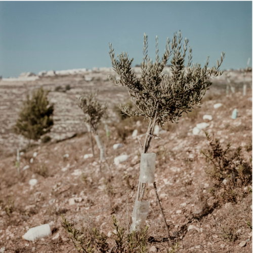 Pauline Beugnies: Battir - 2013-Ongoing Located on hilly land planted of endless rows of ancient oli