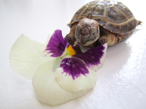 thewhimsyturtle:  November Nostalgia  Back in July, Mommy came across a bunch of pansies while she was out and about.  She picked one just for me!  I was so excited I stuffed my face like there was no tomorrow! 