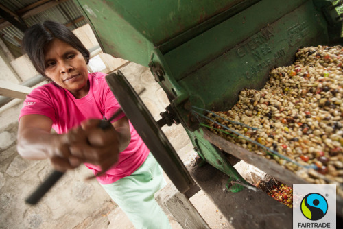 Imelda Rojo, the vice president of Danilo Gonzalez Cooperative in Nicaragua, depulps coffee. Her cooperative is part of the CECOCAFEN Cooperative, which is made up of 10 cooperatives and two cooperative unions with a total of 2,600 producers, more...