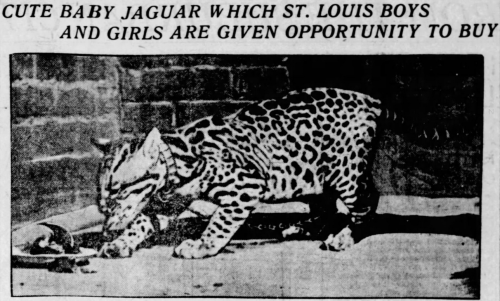 yesterdaysprint: St. Louis Post-Dispatch, Missouri, September 16, 1907 