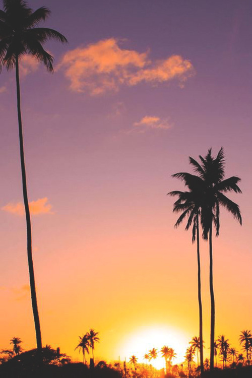 infamousgod:    Palm Silhouette by Brendan Delzin     