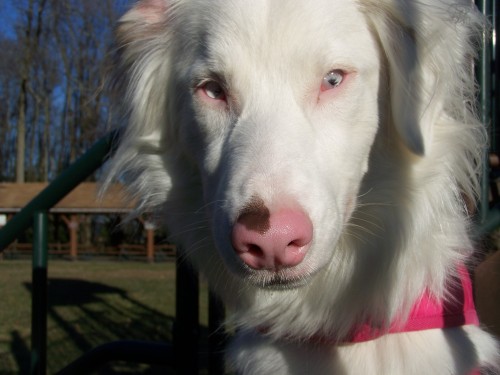 handsomedogs:  I wanted submit another photo of my aussie, Keller. I submit her every so often and I always see really negative responses so I wanted to tell her story so people can stop assuming things about me and about her. Keller is a double merle
