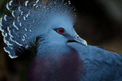 sixpenceee:The Blue Crowned Pigeon is considered