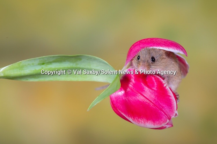 newromaantics:  calliopinot:  newromaantics:  sometimes harvest mice sleep in tulips.