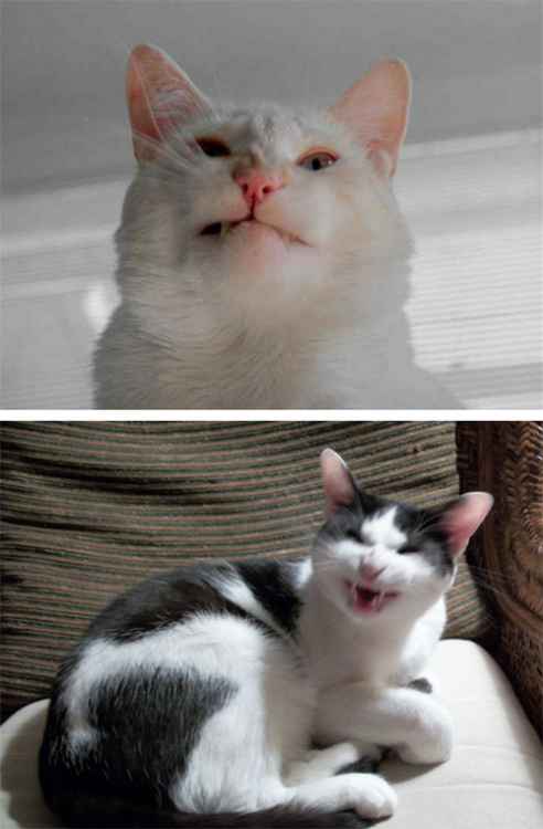 tastefullyoffensive:  Cats About to Sneeze [x]Previously: Cats Taking Selfies 