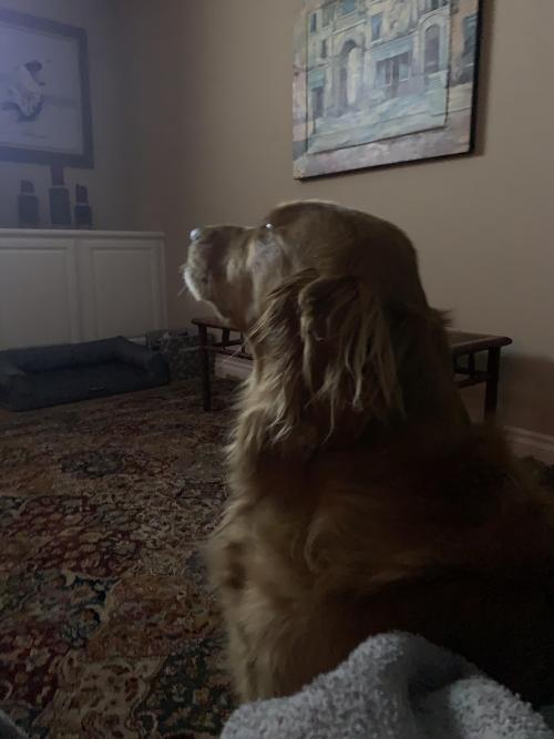 golden-retriever-overload