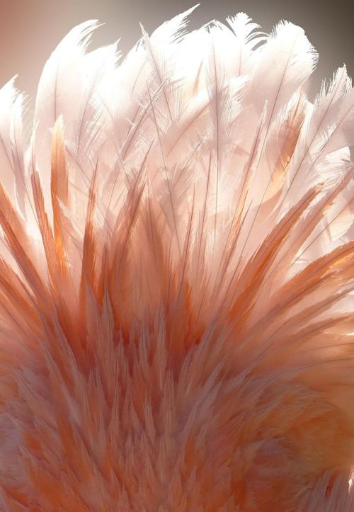 es-th-et-iq-ue: ⚜Esthetique⚜ | Feathered Light by Leah McCoy Soderblom on 500px(The flamingo’s at Ju