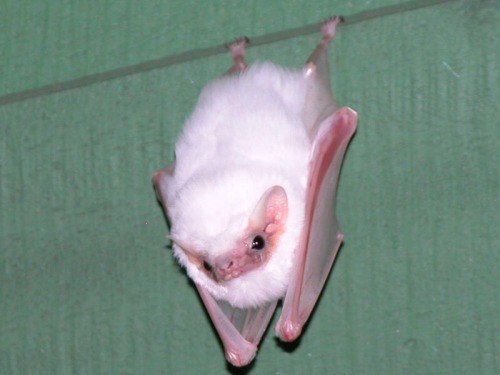 bats are the best