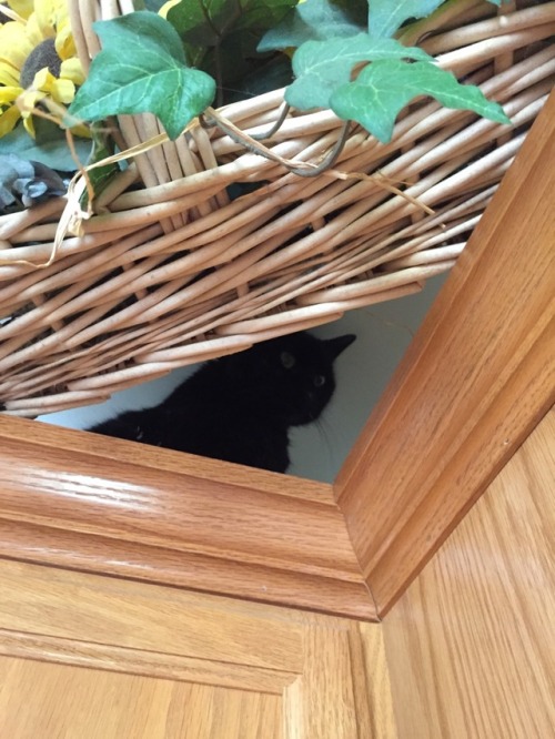 fischotterchen: behold, the living swiffer duster, gathering grime from on top of the cupboard