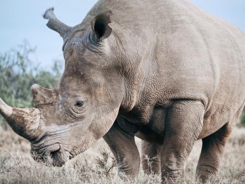 This week, Vince a White Rhino IN a zoo was poached, and his horn saw off with a chainsaw. Satao ll 