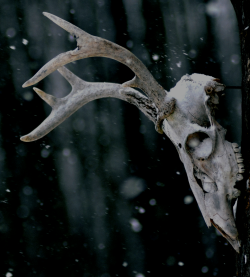 absinthius:  Deer Skull 