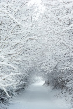 whilethesnowfalls:  marshmallow world. 