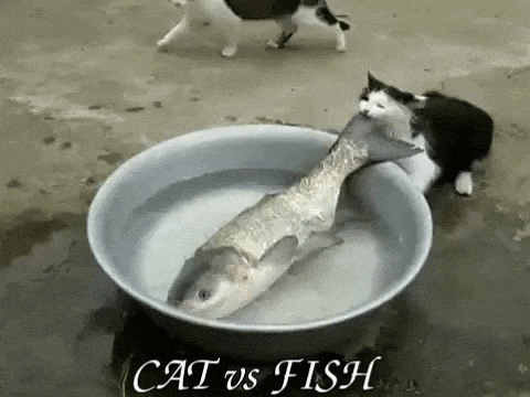 Interesting pictures — Funny animals pictures , animated Gif Cat vs Fish