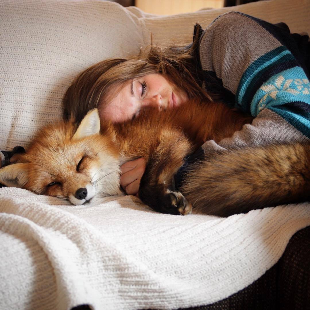 everythingfox:  The perfect cuddle buddyAyla the Fox