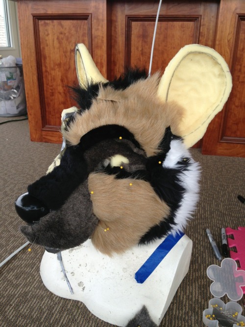 African wild dog head currently in progress! He&rsquo;s still a bit fluffy right now with fur pi