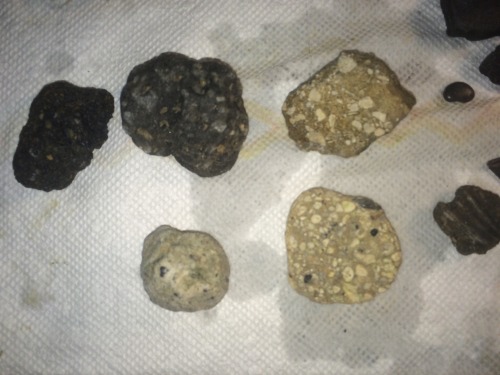 martianhippy:Monday we went to a phosphate mine. I pocketed some samples of conglomerates, breccias,