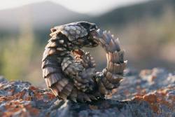 cool-critters:  Armadillo Lizard (Cordylus cataphractus) This tiny dragon-like lizard is one extraordinary creature. The females give live birth to her young, making this one of the only lizard species that doesn’t lay eggs. Probably most unusual aspect