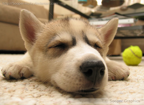 revenov:  Siberian Husky PUPPY MODE  Source: DeviantART - Siberian Husky &lt;search/enter&gt;
