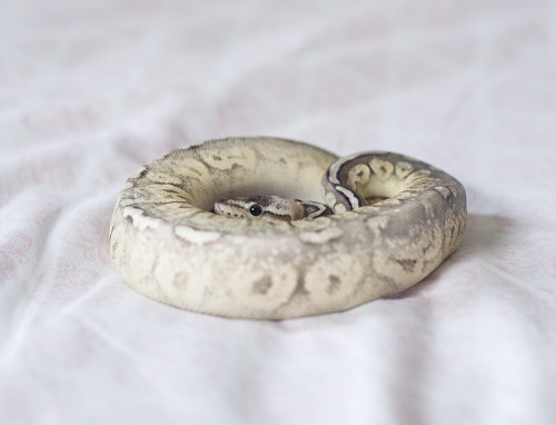 dogsignalfire:GOT EM BABY PICS! I hereby deem thee, Zero. :’) Super pastel cinnamon ball python.