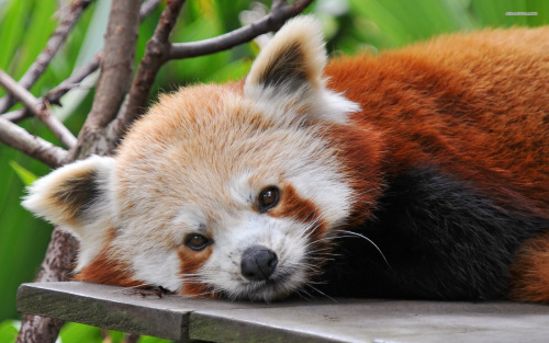 theunicornkittenkween: onehopefulromantic: Aren’t red pandas just the cutest little muchkins e