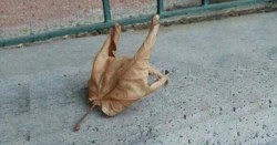 this leaf&hellip;is more metal than you