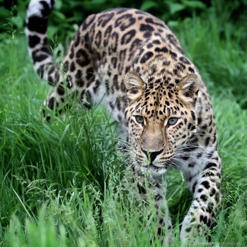 A stunning Amur Leopard at WHF Big Cat Sanctuary…my favourite big cat and sadly the most enda