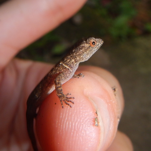 buggirl:No idea what this adorable lizard I found in the jungle is but I like him.Give a dollar to s