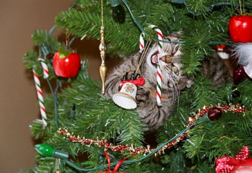 coolcatgroup:Happy Holidays everyone!!!!