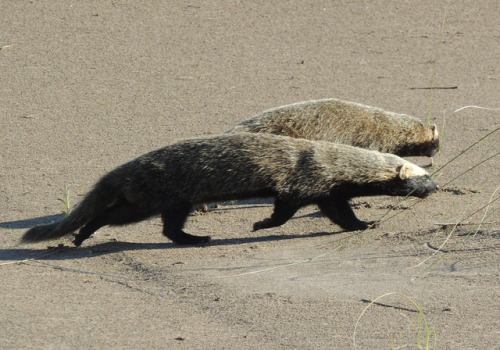 The Lesser Grison (Galictis Cuja) Is A Species Of Mustelid From South America. Lesser Grisons Have A