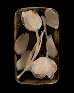 gacougnol:  John GrantFrozen Tulips 