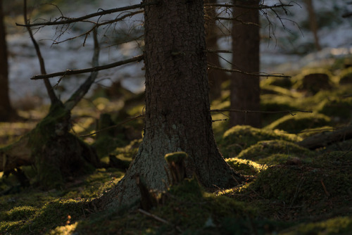 swedishlandscapes:Late afternoon in the forest.