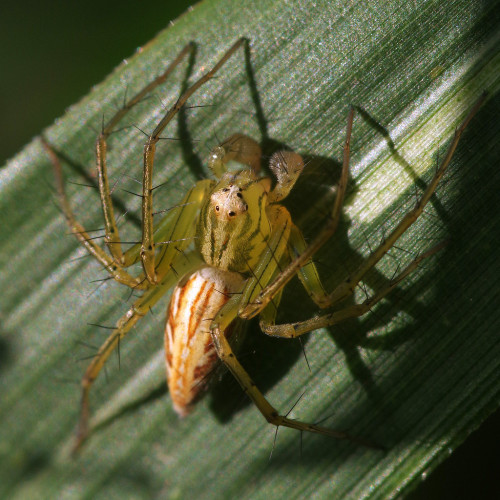 A lynx spider - Oxyopes Spp. - having an early morning sun bathe.