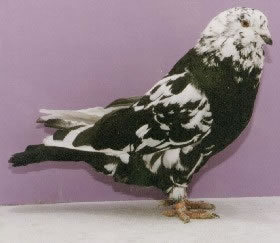 What Would You Say Is The Most Affectionate (friendly, Cuddly) Large Pigeon, Aside From A Frillback?