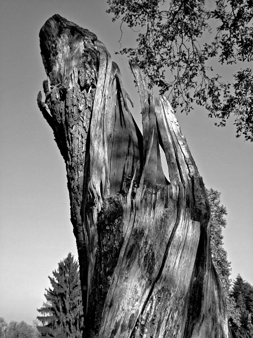 Trunk 